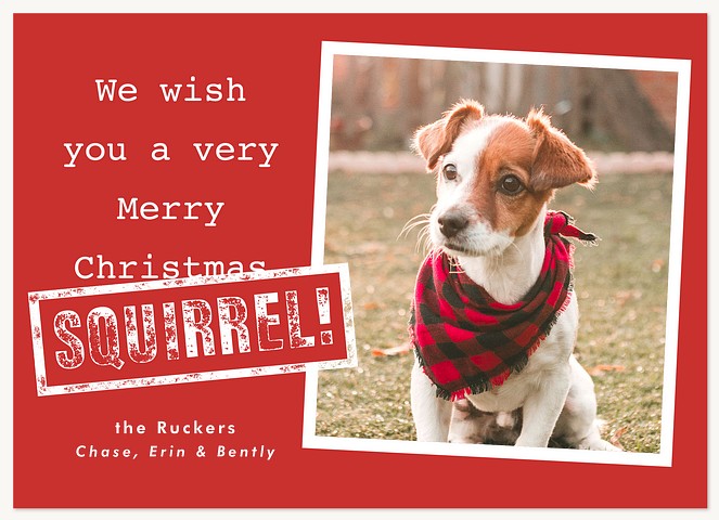 Merry Squirrel Photo Holiday Cards