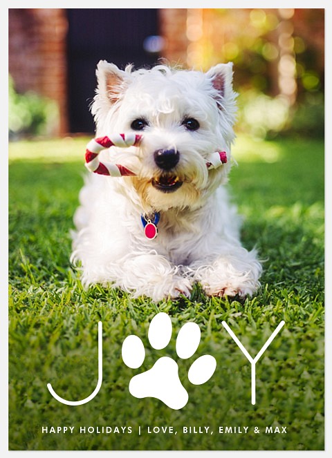 Pawfect Joy Holiday Photo Cards