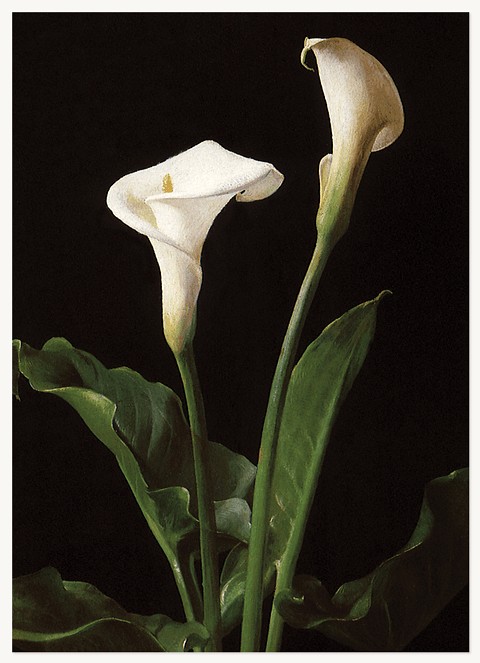 Peaceful Cala Lilies Greeting Cards